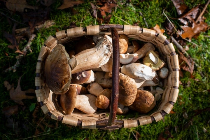 cesta boletus setas goizueta