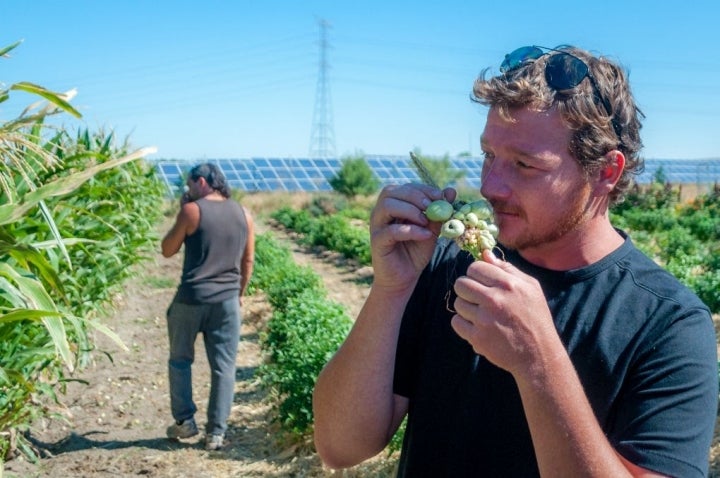 El huitlacoche es el hongo endógeno del maíz. Foto: Beto Troconis.