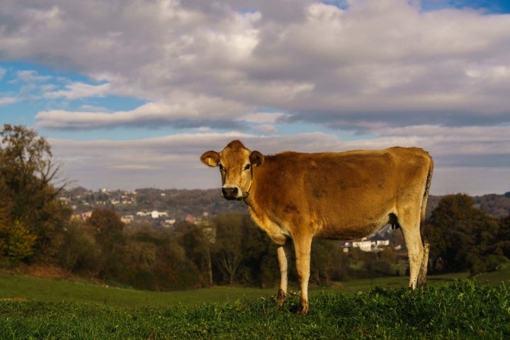 Vacas Jersey