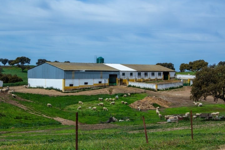 Finca ovejas 'Queseria Calaveruela'