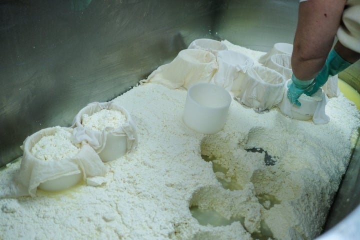 Rellenando varios moles en la cuba donde ha cuajado la leche.