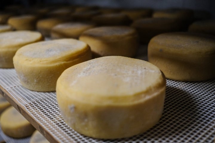 Quesos en la sala de curación.