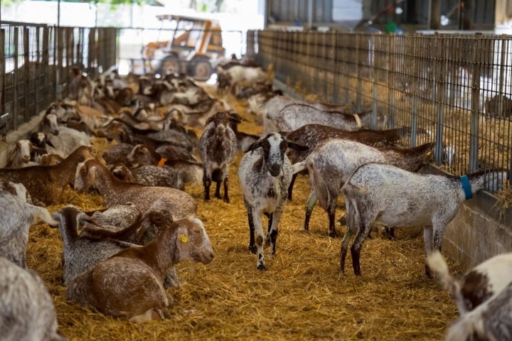 Instalaciones cabras El Bucarito