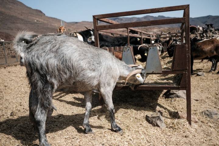 Una cabra de la 'Era del Cardón' se alimenta de un pesebre.