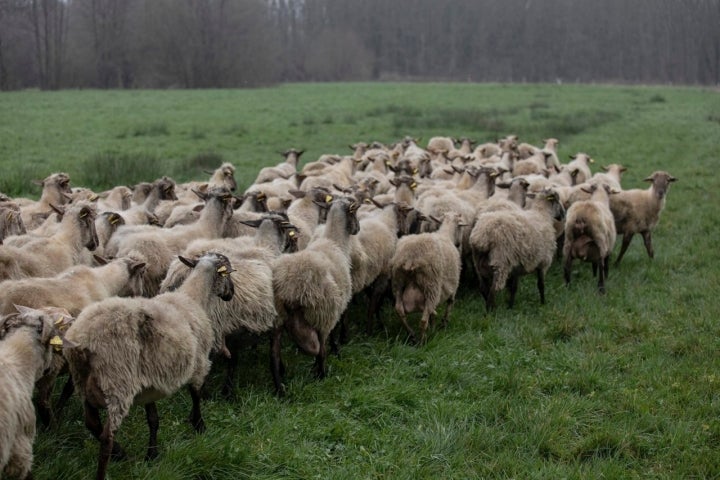 Ovejas pasto Quesería Kerixara