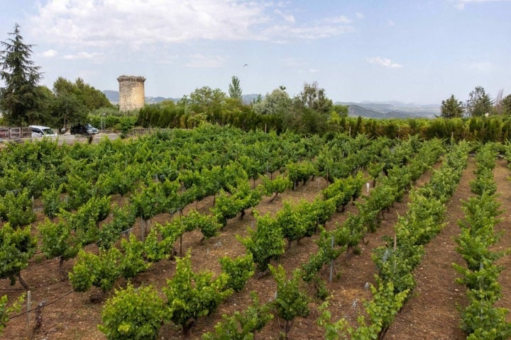 Bodega Marcelino Serrano ecológico