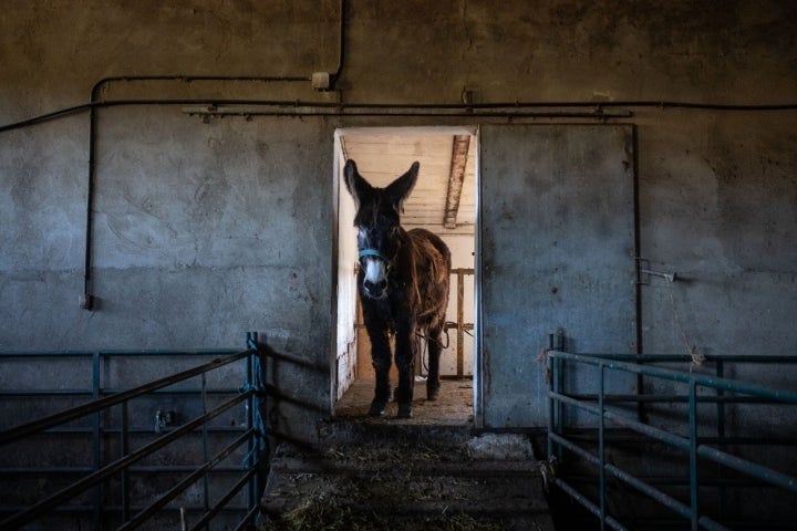 Burro español