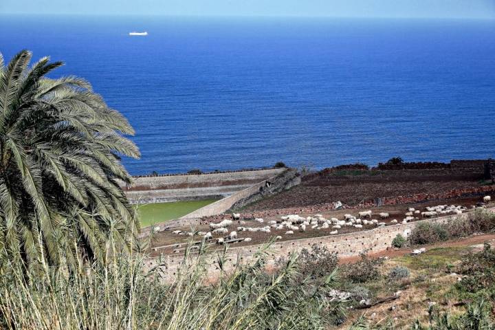 El rebaño pasta, dos veces al día, frente a las costas de Guía durante los meses de enero a marzo.