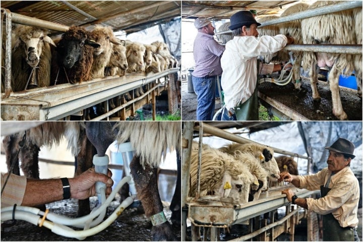 Tres horas de ordeño de 300 ovejas autóctonas canarias.