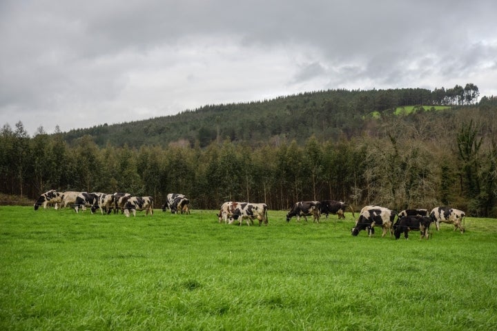 Queso Galmesán vacas pastando