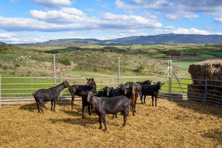 cabra murciano-granadinas