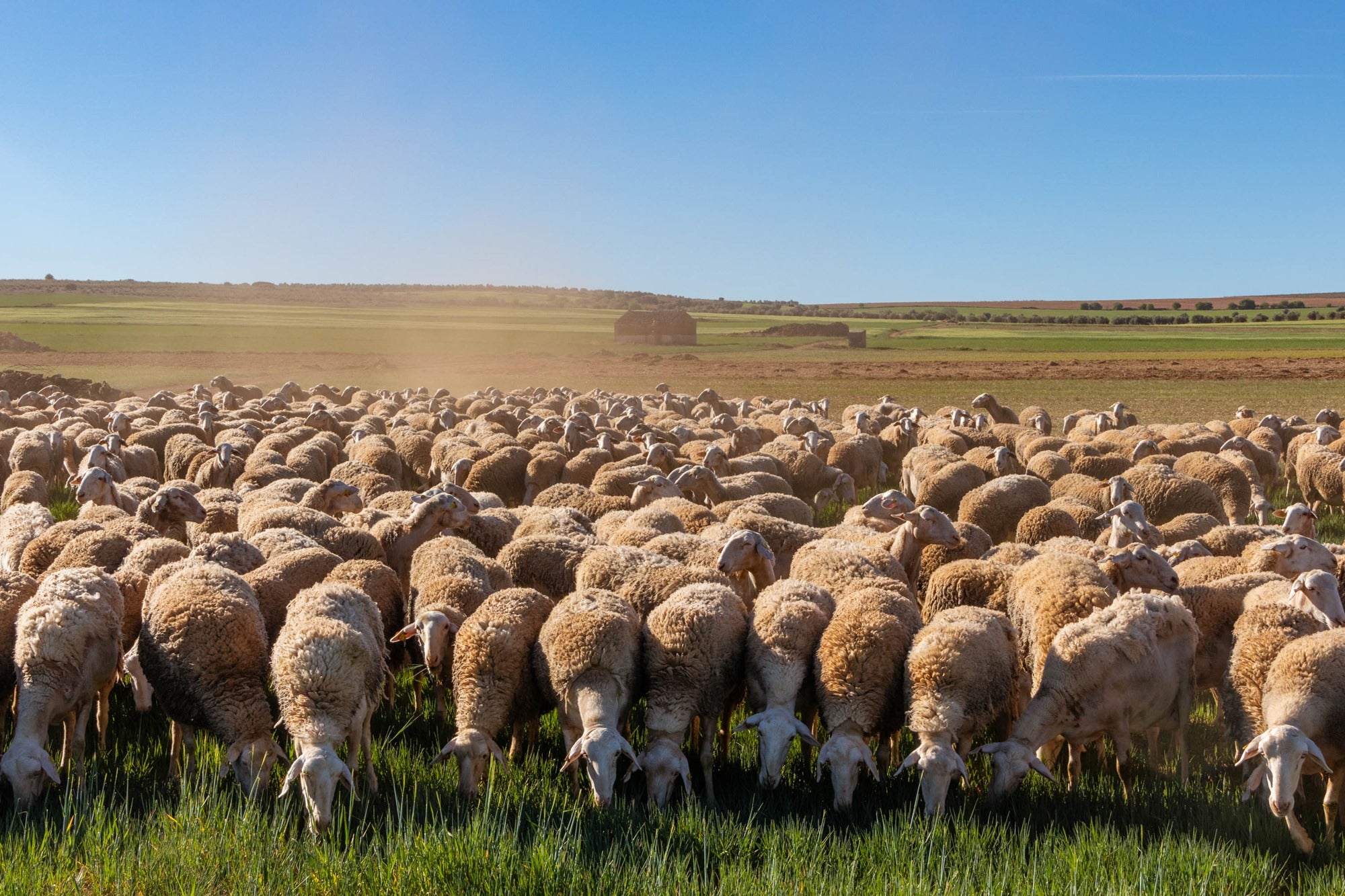 Ruta del queso manchego entre Manzanares y La Solana (Ciudad Real) | Guía  Repsol