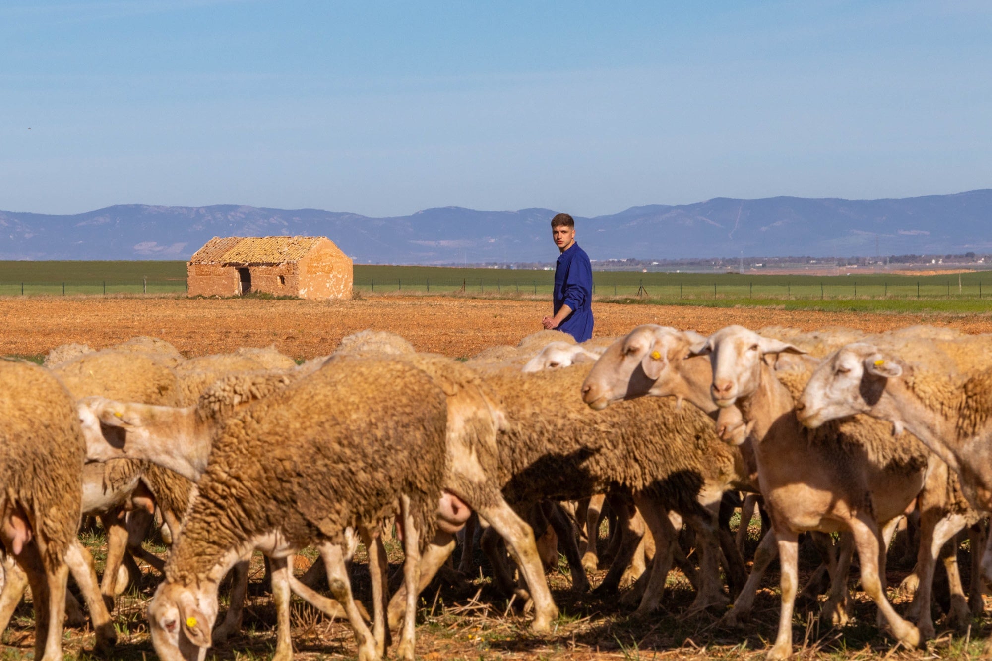 Ruta del queso manchego entre Manzanares y La Solana (Ciudad Real) | Guía  Repsol