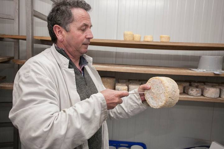 El quesero atraviesa, con una aguja de cobre, distintos puntos del queso tras el periodo de secado.