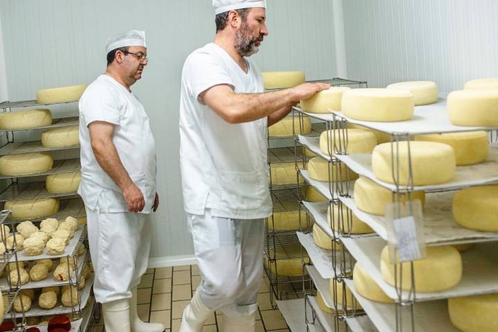 Dos trabajadores se preparan para hacer el volteo de los quesos.