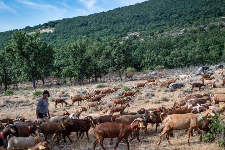 Laura Martínez pastorea a su rebaño por la sierra madrileña.