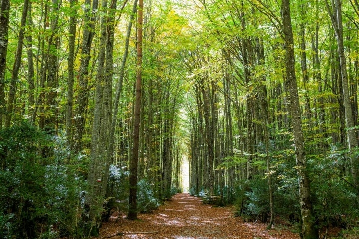 Bosque Valle del Roncal