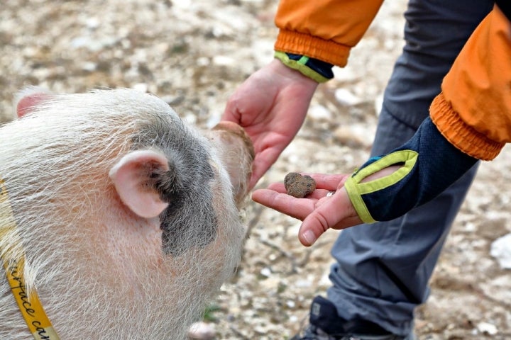 El animal distingue entre el olor de la trufa enterrada y la que está ya en el zurrón del trufero.