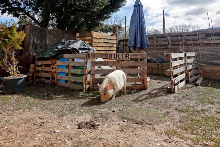 Con su caseta y sus juguetes, Bulla se divierte en la casa de Ocenilla.