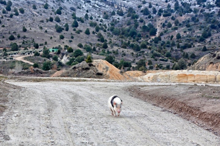 La plantación está a los pies de la sierra de Cabrejas, a 1.200 metros de altitud.