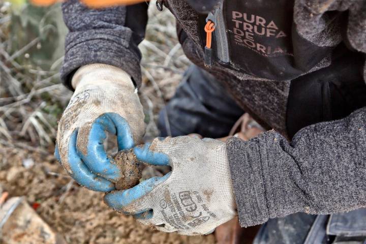 Una vez desenterrada, la trufa se limpia con la mano para quitarle la mayor cantidad de barro posible.