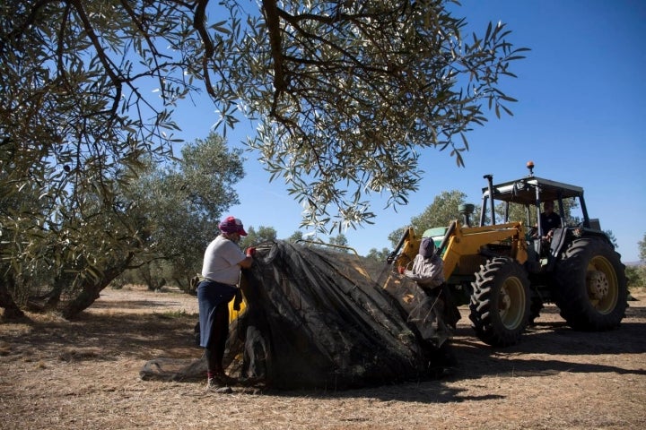 trabajo en el olivar