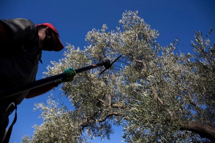 vareo de aceituna en finca la torre