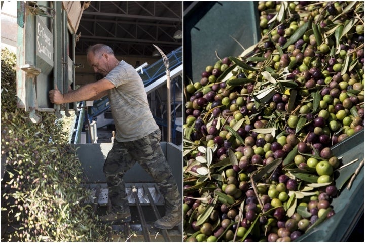 operario descargando camino de aceitunas