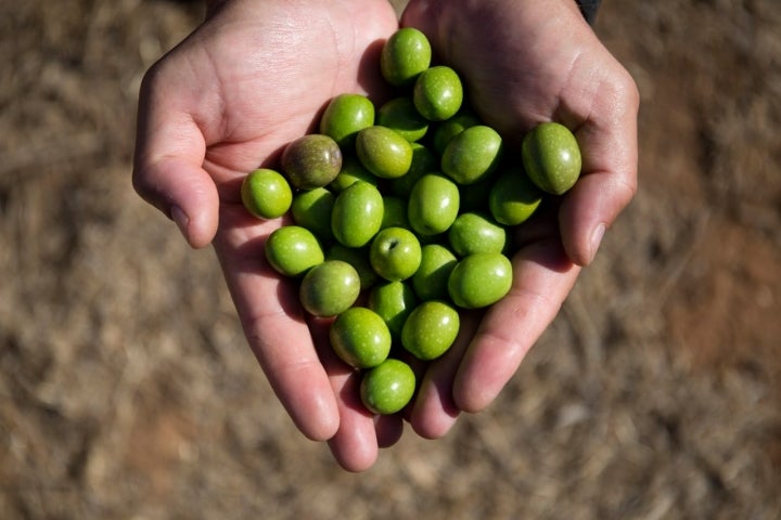 Aceitunas recién vareadas.