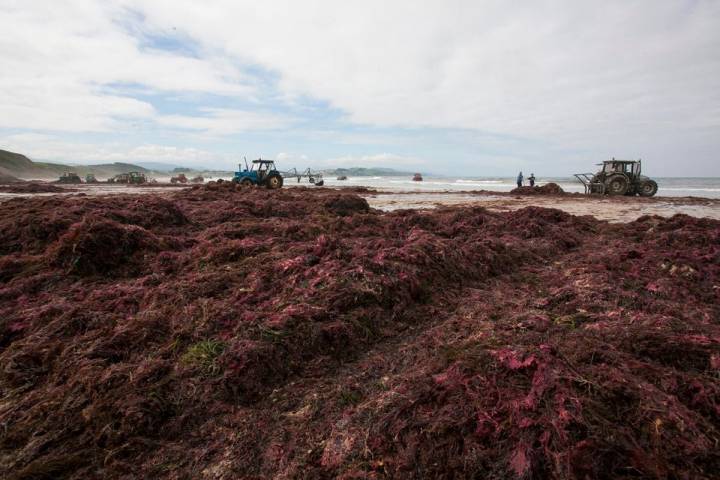 Las algas amontonadas que se van extrayendo del mar