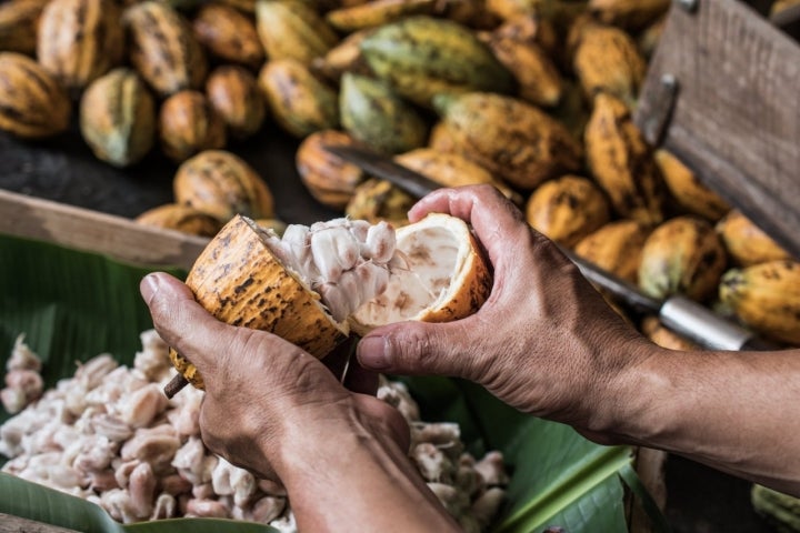 haba del cacao