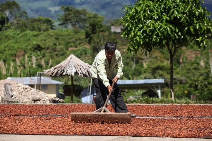 Secaderos de habas de cacao en Perú