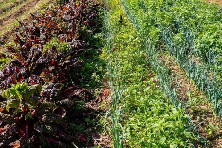 En la huerta de Maoño además de tomates, hay guistantes lágrimas y pimientos.