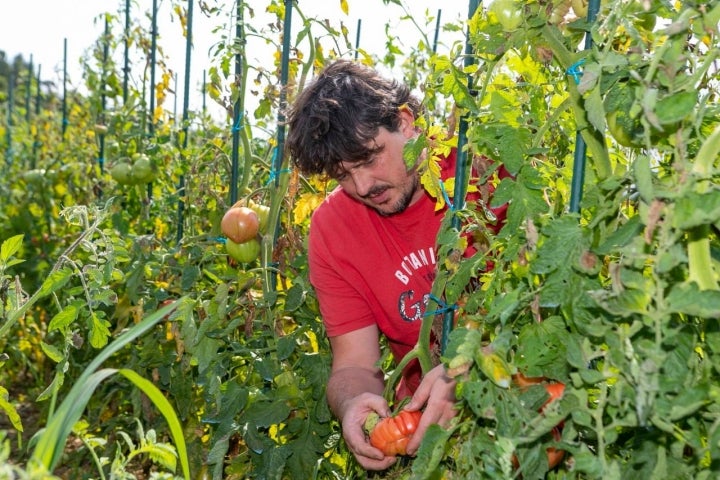 Lástima que las fotos no puedan transmitir el aroma de las tomateras.