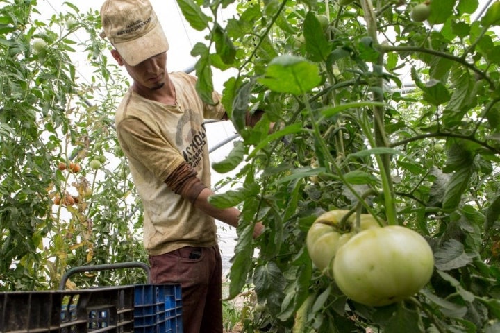 Tomates antiguos de Navarra: recogida de tomates en el invernadero Sola