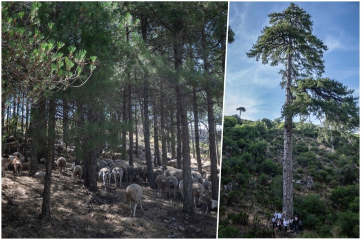 Las ovejas mantienen limpia la zona forestal, que incluye el famoso Pino Galapán.