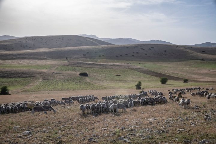 En verano, las ovejas pastan en la mayor altiplanicie de España.