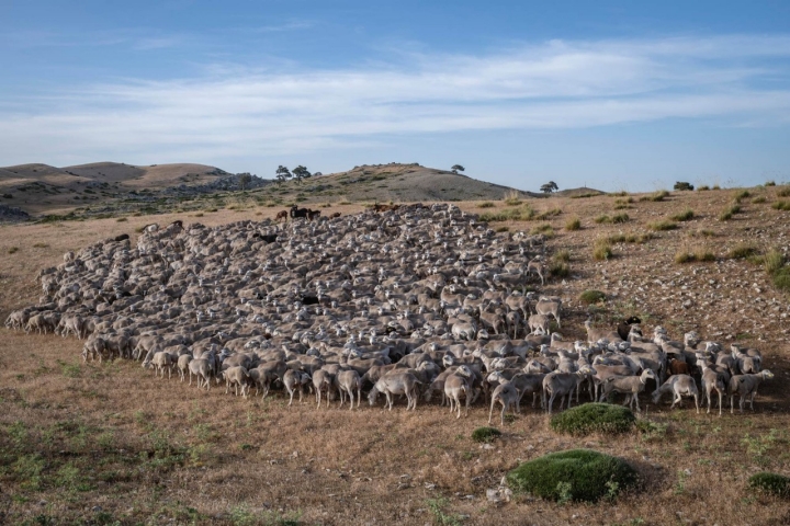 La Sierra de Segura se ha mantenido viva gracias a las ovejas.