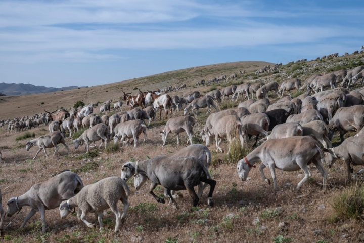 Los rebaños suelen llevar también algunas cabras.