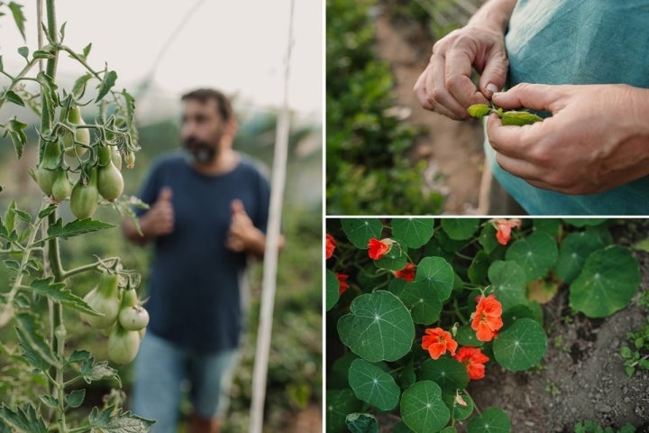 En 'Nutre en Bio' se cuida el crecimiento de cada variedad vegetal.