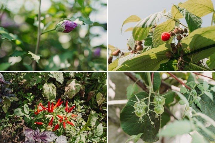 Adelina es incapaz de contar las variedades de vegetales que crecen en su huerta.