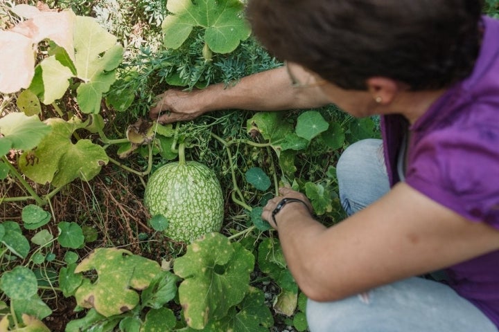 Una calabaza cabello de ángel escondida en la huerta de Adelina que decidió nacer ahí.