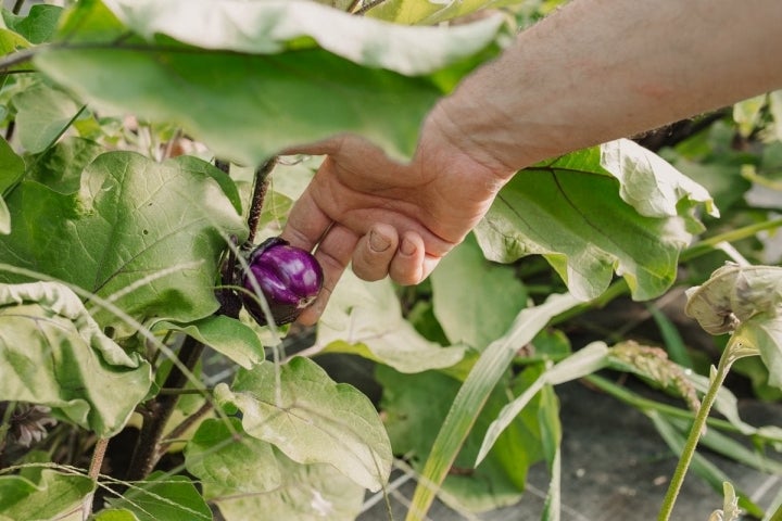 Una de las berenjenas ecológicas y "diferentes" que se cultivan en Finca Bendoiro.