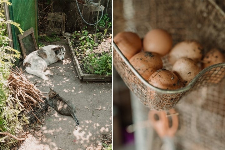 Luna descansa junto a Mouse cerca del corral de las gallinas que también pueblan la huerta de Adelina.