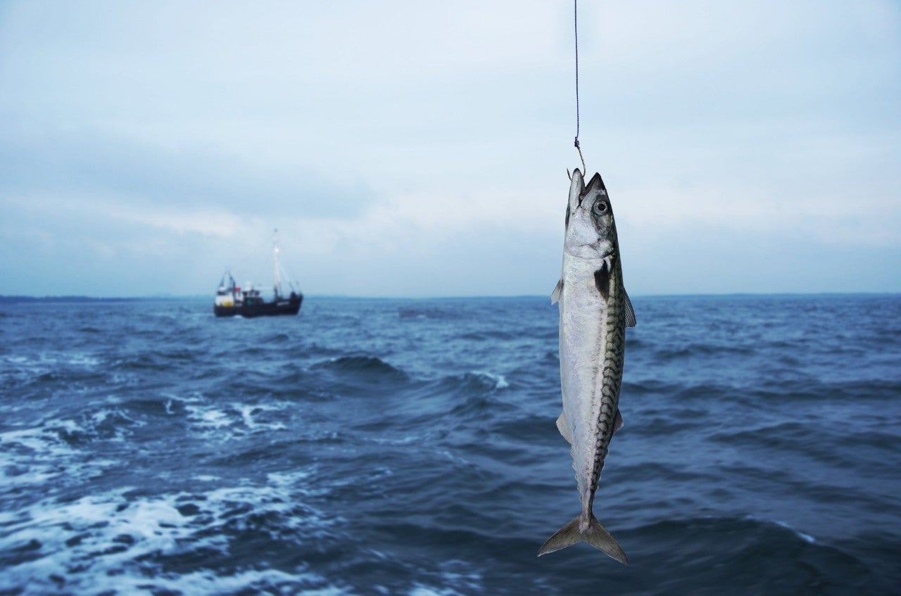 Es un pescado salvaje, que se arroja al brillo de los anzuelos que le lanzan los 'arrantzales'. Foto: Shutterstock.