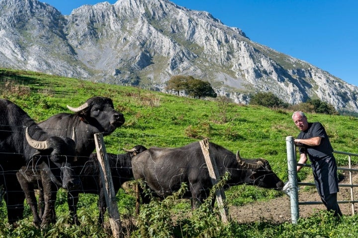 En la ladera, frente al caserío en el que vive, con sus búfalas.