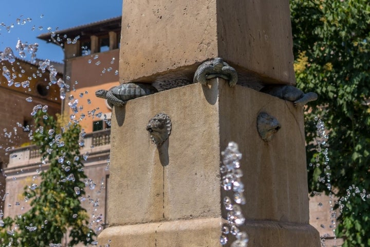 tortugas paseo borne palma mallorca