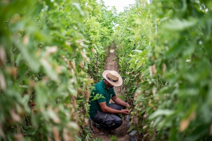 La Huerta de Carabaña, el éxtasis de las verduras.