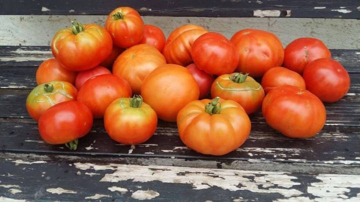 Temporada de tomates en 'La Huerta de Tudela'. Foto: Facebook.
