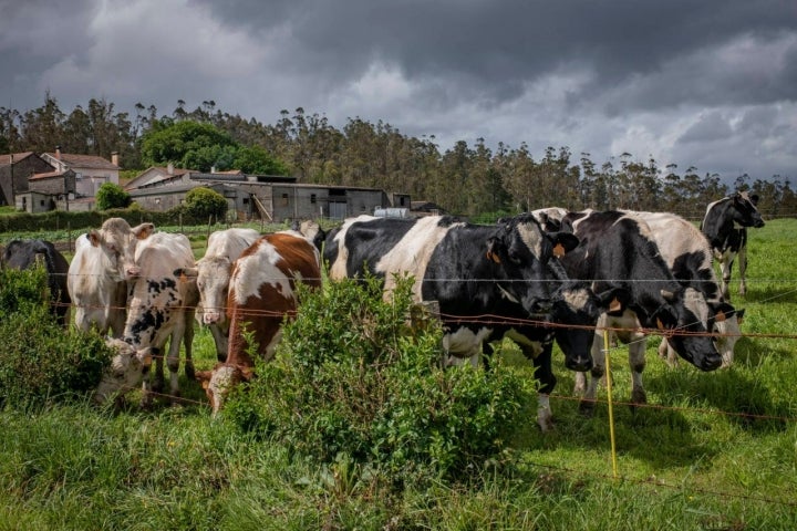 Vacas camino Finisterre